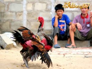 Cách Nuôi Gà Đá Lông Bóng Mượt