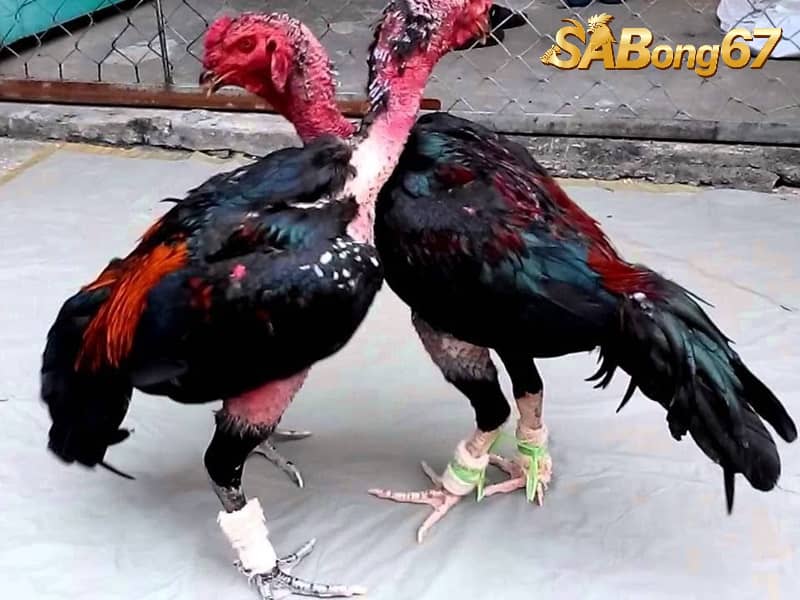 Cách Nuôi Gà Đá Tăng Bo , Chân Mạnh, Thân Hình Chuẩn Cách nuôi gà đá tăng bo bằng luyện tập đúng cách