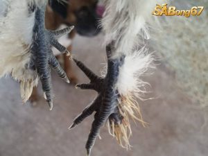 Gà Chân Lông Vảy Loạn