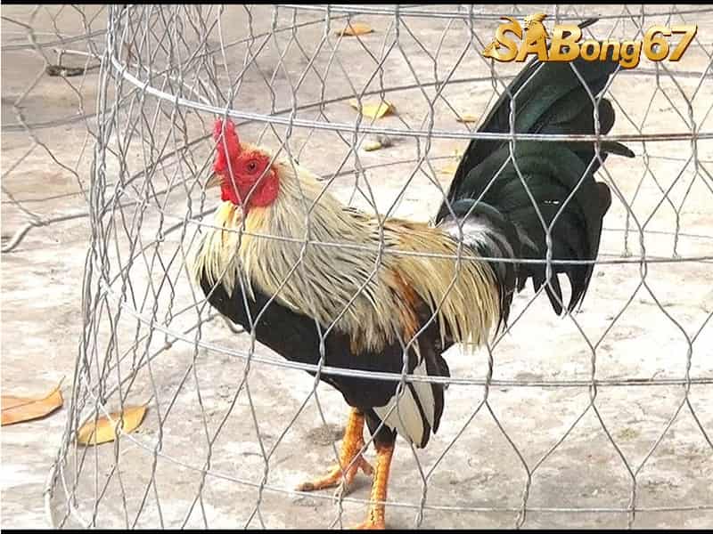 Tìm Hiểu Gà Tre Cuban - Chiến Kê “Mưu Lược” Được Ưa Thích Nhất Gà tre Cuban là giống gà chọi nổi tiếng của Philippines