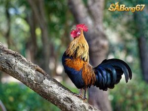 Cách Nuôi Gà Chọi Tơ