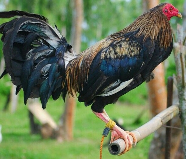 Gà Mỹ dòng Butcher Gà Mỹ dòng Butcher