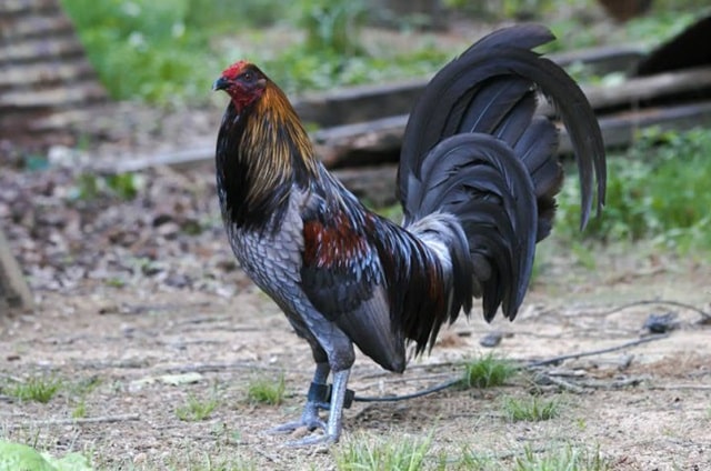 Gà Mỹ dòng Mug Gà Mỹ dòng Mug