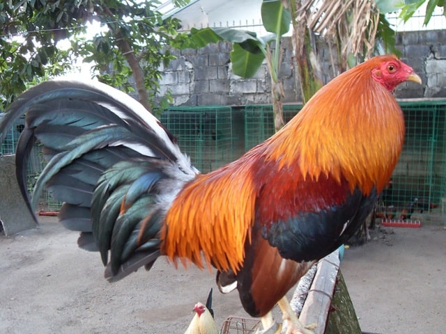 Gà Mỹ dòng Sweater Gà Mỹ dòng Sweater