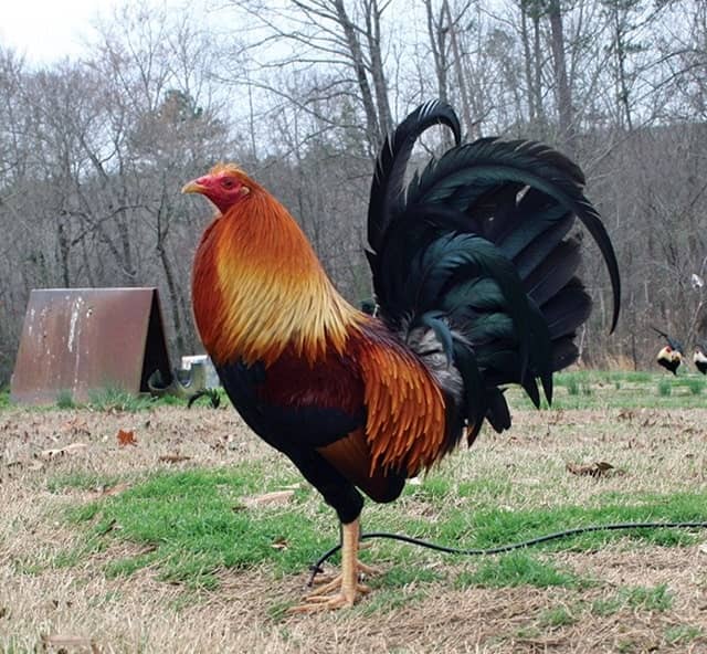 Gà Mỹ Kelso Gà Mỹ Kelso