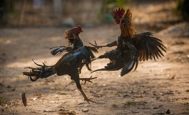 Phân loại gà chọi Việt Nam chính xác nhất 2024 Phân loại gà chọi Việt Nam chính xác nhất 2024
