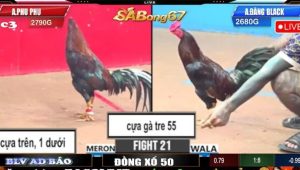 TRẬN 21 C3 30/05/2025 : ANH PHU PHU vs ANH ĐĂNG BLACK