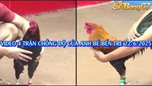 4 Trận Gà Chồng Độ Của Anh Bé Bến Tre