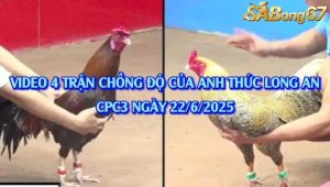 4 Trận Gà Chồng Độ Của Anh Thức Long An