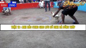 Trận 12 Anh Bảo Sting