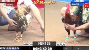 Trận 36 Bồ Gà C3 22/6/2025 : Anh Thức Long An và Anh Phu Phu