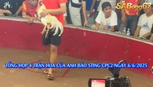 Video 4 Trận Gà Hòa Của Anh Bảo