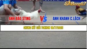 Chung Kết Giải Đá Gà Bồ Tonhon 18/7/2025