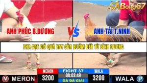 Trận 37 Bồ Gà C3 6/7/2025