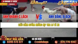 Trận 4 Bồ Gà Tonhon Ngày 18/7/2025