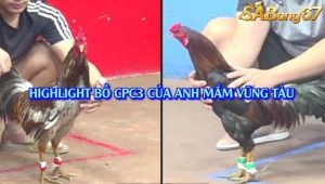 3 Trận Thắng Nhận 1000 USD Bồ C3 1/8/2025