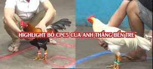 3 trận thắng nhận 20 triệu của anh Thắng Bến Tre