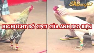 3 Trận Thắng Nhận 2000 USD Bồ Gà C3 5/8/2025