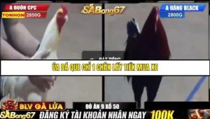 Trận 30 Bồ Gà Tonhon 13/8/2025 