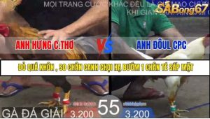 Trận 55 Bồ Gà Tonhon 27/8/2025