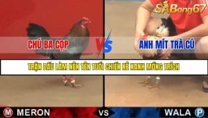 Trận Đấu Siêu Kinh Điển Của Chiến Kê Xanh Mồng Trích Tại Bồ Gà C1