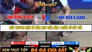 Trận 17 Bồ Gà Tonhon 12/9/2025