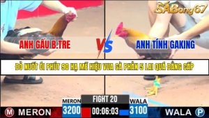 Trận 20 Bồ Gà C3 ngày 25/5/2025