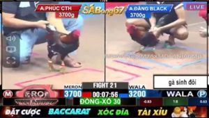 Trận 21 Bồ Gà C3 ngày 12/12/2024