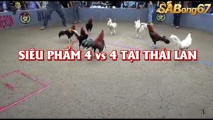 Trận đấu 4 vs 4 siêu dị tại trường gà Thái Lan
