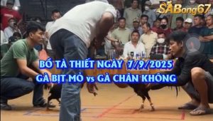 Trận gà bịt mỏ đấu gà chân không