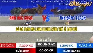 Trận 42 Bồ Gà Tonhon 28/11/2025