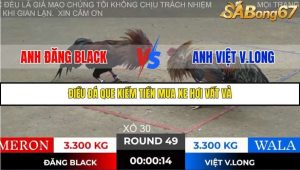 Trận 49 Bồ Gà Tonhon 28/11/2025