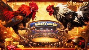 sảnh cược đá gà bồ Galaxy Long Bình