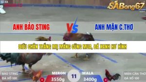 Trận 11 Bồ Xà Xía 19/12/2025