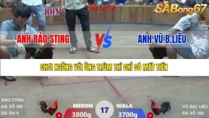 Trận 17 Bồ Xà Xía 19/12/2025