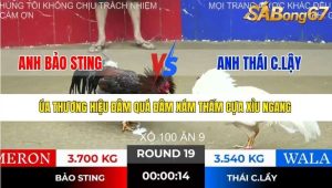 Trận 19 Bồ Gà Tonhon 10/12/2025