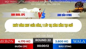 Trận 22 Bồ Gà Tonhon 10/12/2025