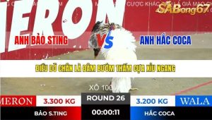 Trận 26 Bồ Gà Tonhon 10/12/2025