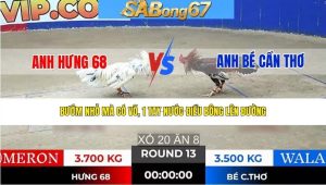 Trận 13 Bồ Tonhon 24/1/2026