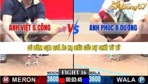 Trận 16 Bồ CPC3 18/1/2026