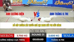 Trận 31 Bồ Tonhon 28/1/2026