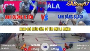 Trận 38 Bồ Xà Xía 1/1/2026