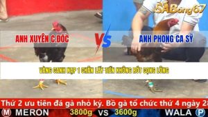 Trận 4 Bồ CPC5 28/1/2026