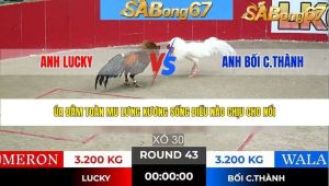 Trận 43 Bồ Tonhon 28/1/2026