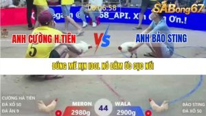 Trận 44 Bồ Xà Xía 1/1/2026