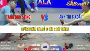 Trận 48 Bồ Xà Xía 1/1/2026