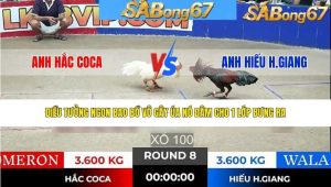 Trận 8 Bồ Tonhon 28/1/2026