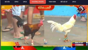 Xem đá gà trực tiếp bồ Thường Phước